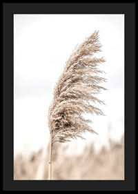 Photograph of dry reed straw against light blurred background-4