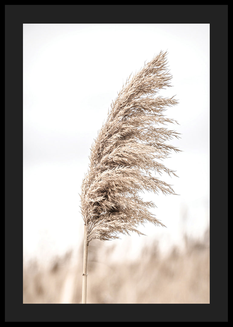 Photograph of dry reed straw against light blurred background-12