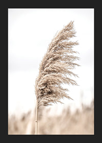 Photograph of dry reed straw against light blurred background-5