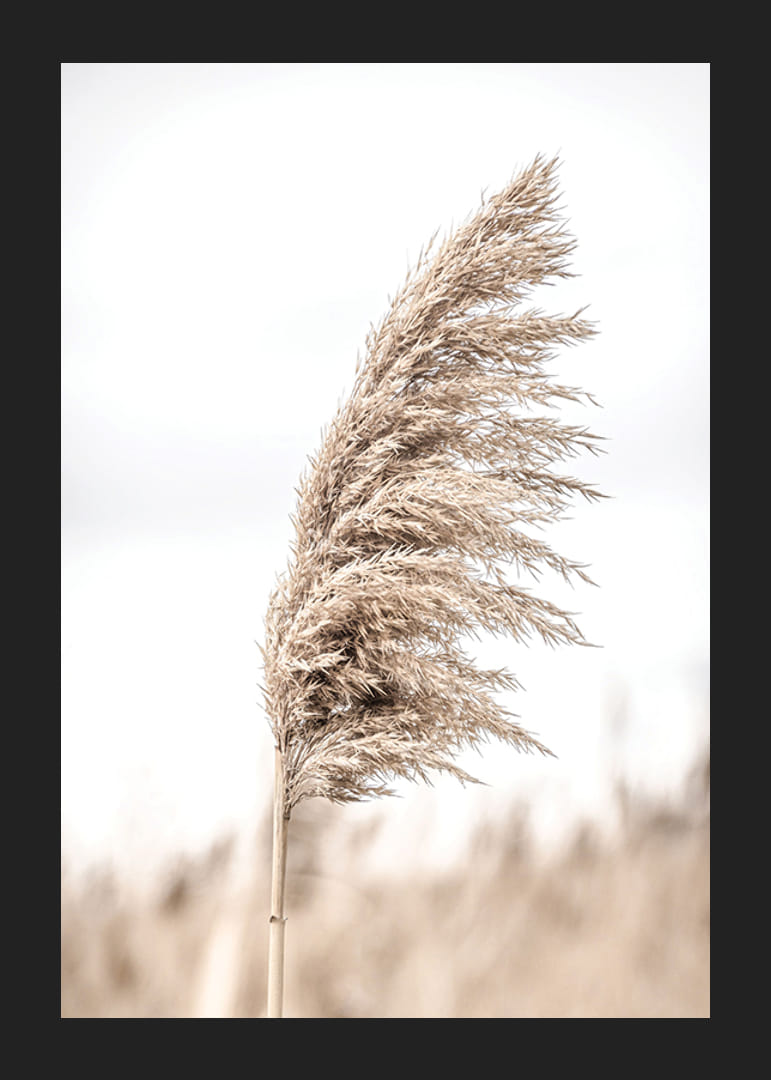 Fotografía de paja de caña seca contra un fondo claro y borroso.-12