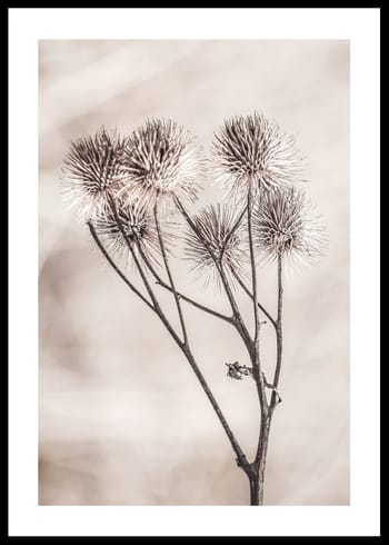 Plagát Dried Flower Sprig