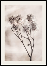 Fotografie cu brusture uscat pe un fundal bej moale-2