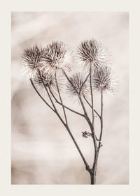 Fotografie cu brusture uscat pe un fundal bej moale-3