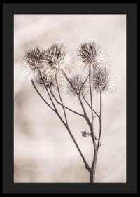 Fotografie cu brusture uscat pe un fundal bej moale-4