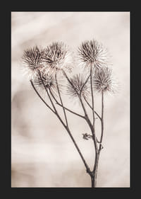 Fotografie cu brusture uscat pe un fundal bej moale-5