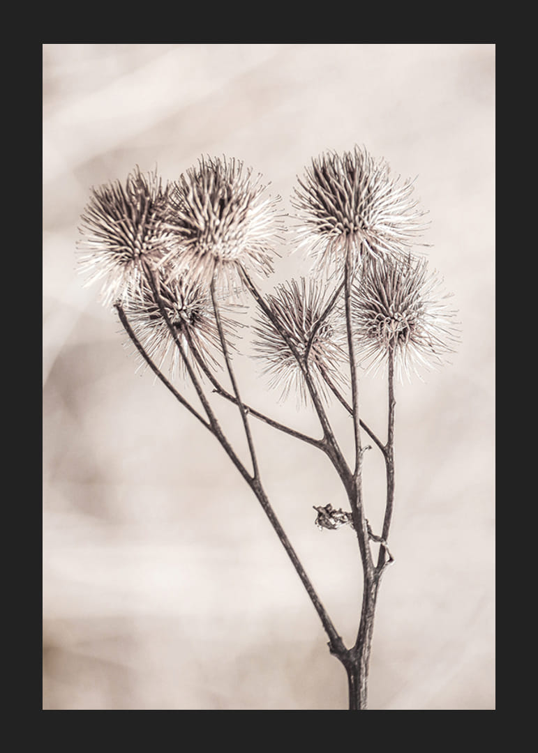 Fotografie cu brusture uscat pe un fundal bej moale-12