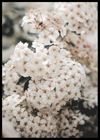 Close-up of white spring flowers in bunches with blurred background-6