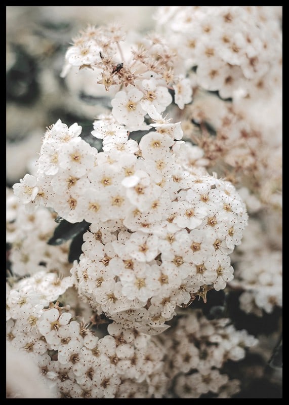 Close-up of white spring flowers in bunches with blurred background-12