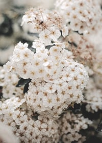 Close-up of white spring flowers in bunches with blurred background-7
