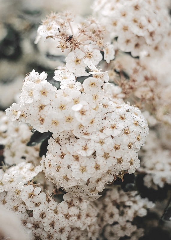 Close-up of white spring flowers in bunches with blurred background-12