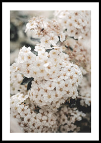 Close-up of white spring flowers in bunches with blurred background-0