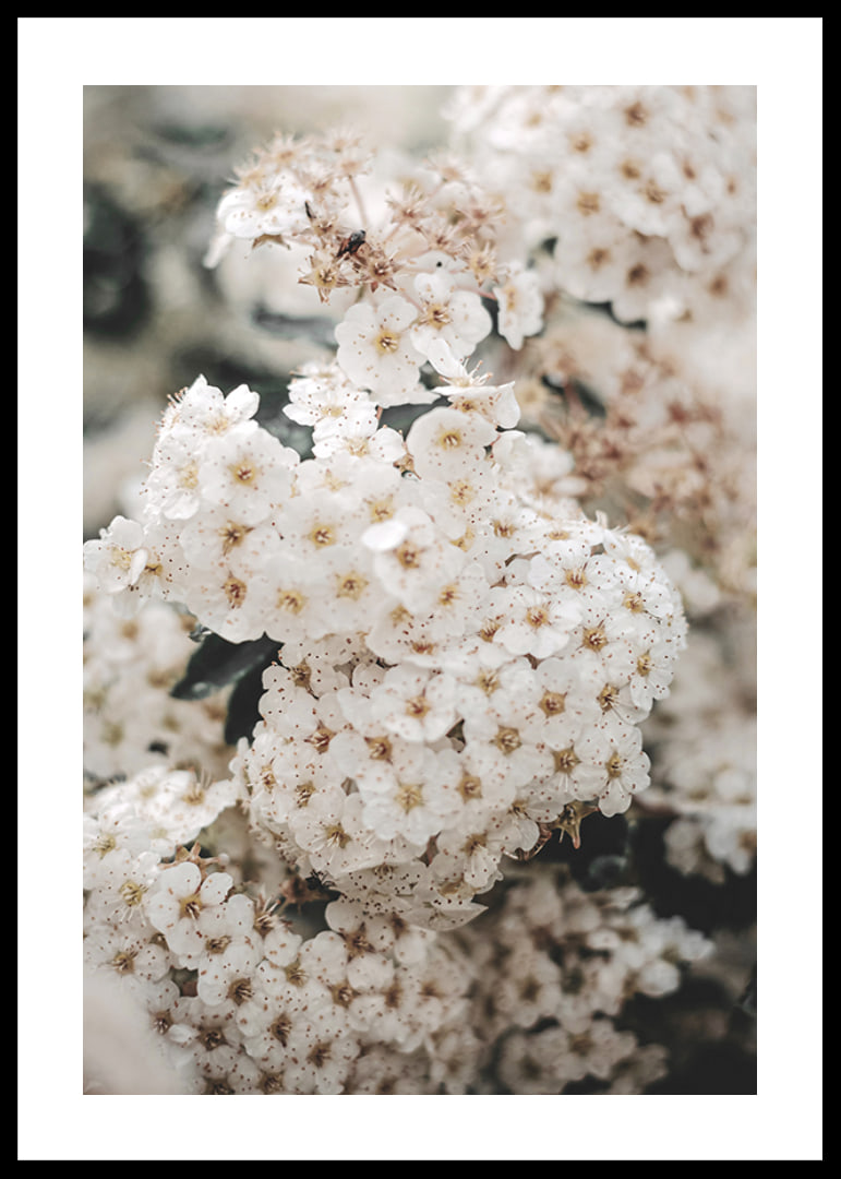 Close-up of white spring flowers in bunches with blurred background-12