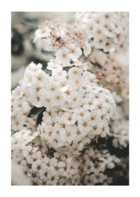 Close-up of white spring flowers in bunches with blurred background-1