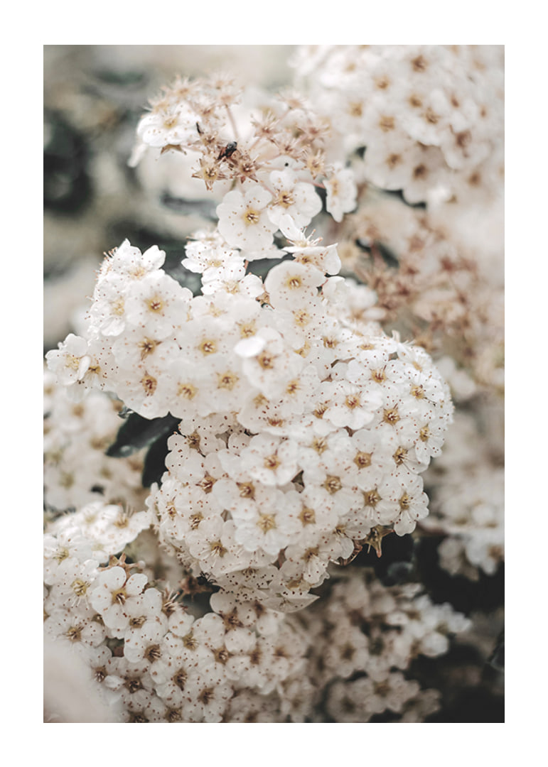 Close-up of white spring flowers in bunches with blurred background-12
