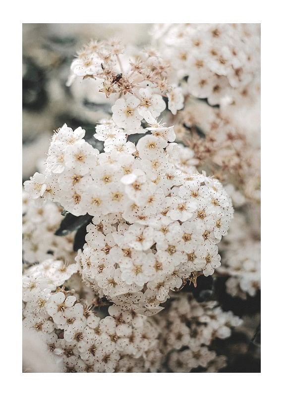 White Spring Flowers-12