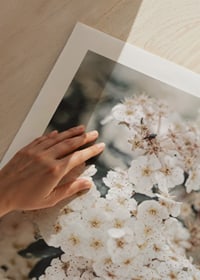 Close-up of white spring flowers in bunches with blurred background-9