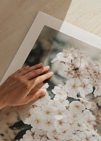White Spring Flowers-5