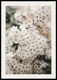 Close-up of white spring flowers in bunches with blurred background-2