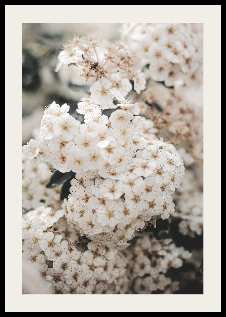 Nahaufnahme von weißen Frühlingsblumen in Trauben mit unscharfem Hintergrund-12