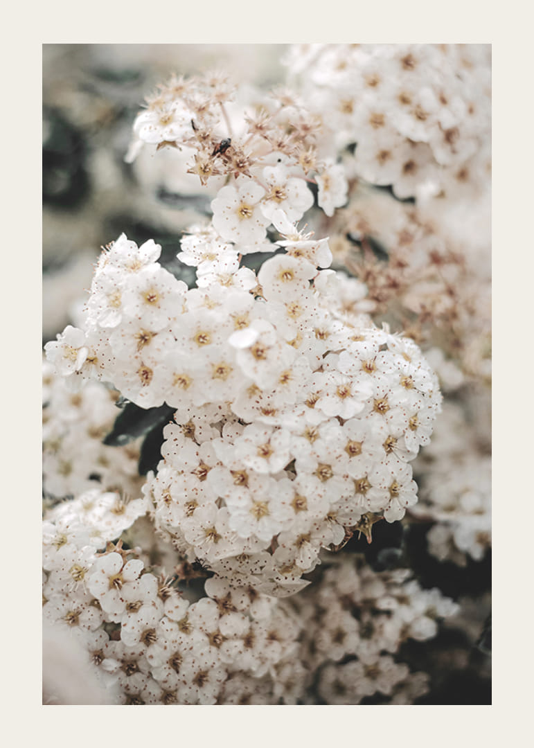 Nahaufnahme von weißen Frühlingsblumen in Trauben mit unscharfem Hintergrund-12