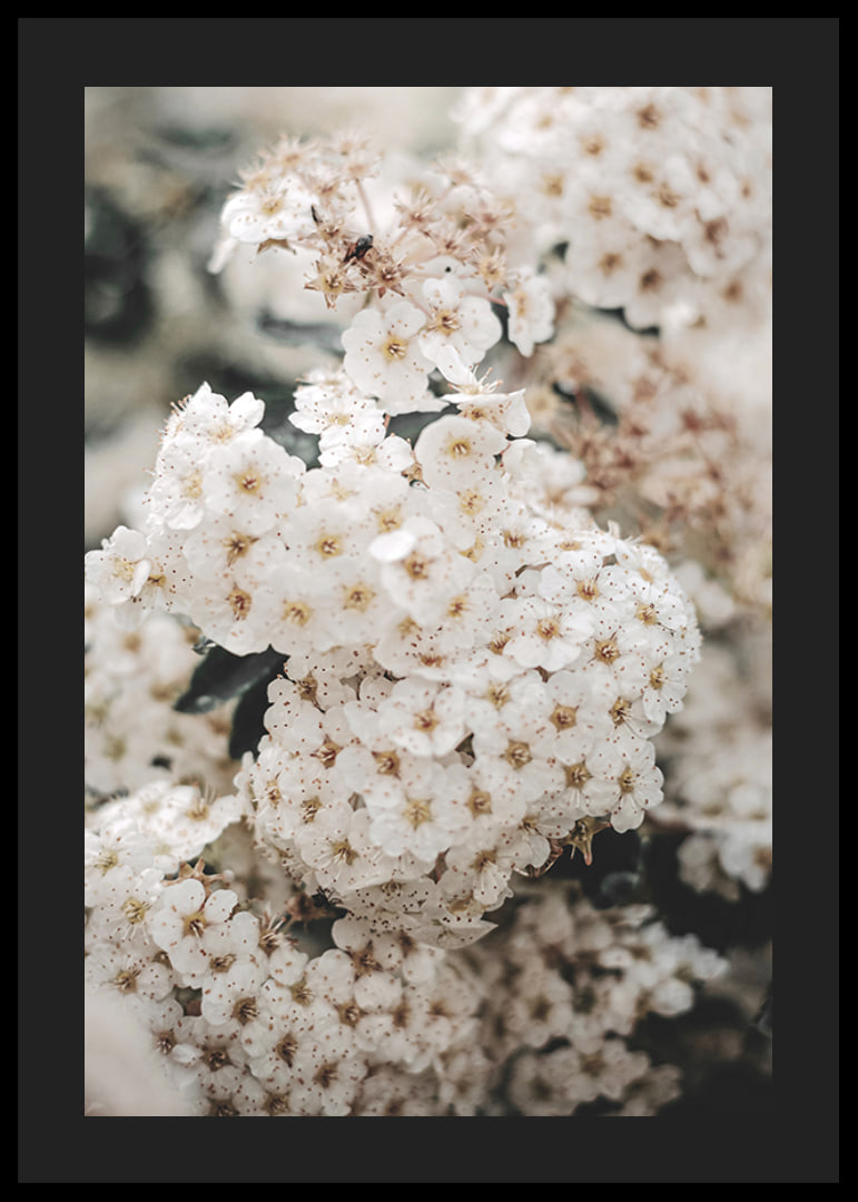 Close-up of white spring flowers in bunches with blurred background-12