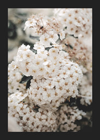 Close-up of white spring flowers in bunches with blurred background-5