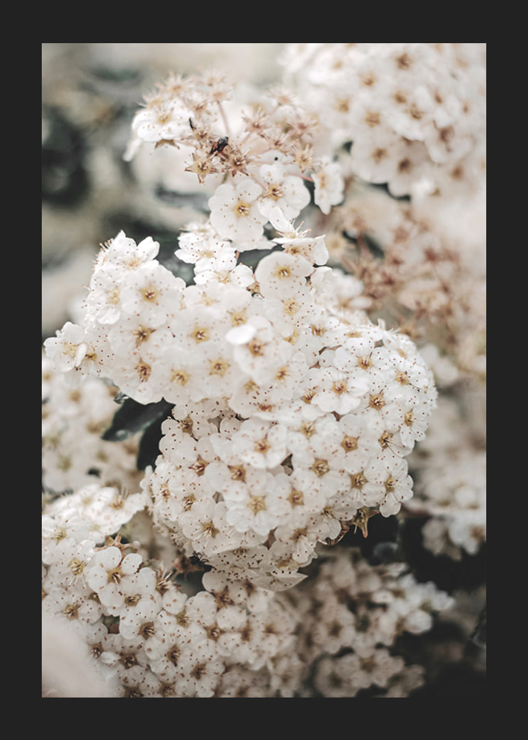Close-up of white spring flowers in bunches with blurred background-12