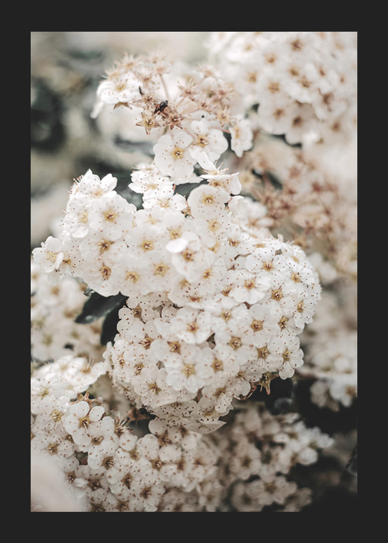 Nahaufnahme von weißen Frühlingsblumen in Trauben mit unscharfem Hintergrund-12