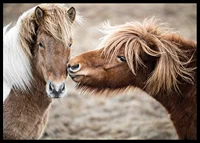 Photograph of two brown pony horses with long manes outdoors-6