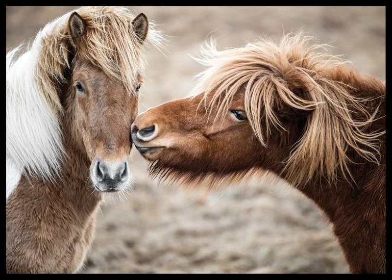 Photograph of two brown pony horses with long manes outdoors-12