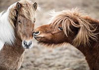 Photograph of two brown pony horses with long manes outdoors-7