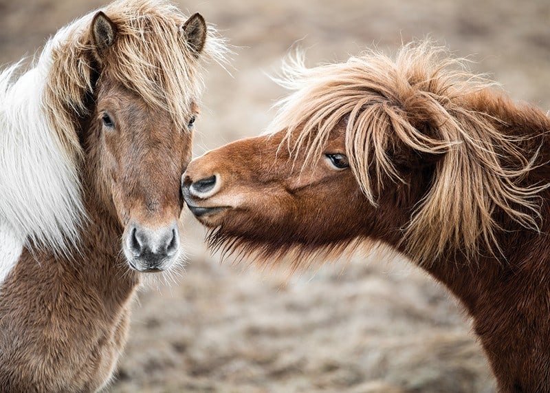 Photograph of two brown pony horses with long manes outdoors-12