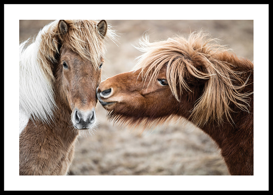 Photograph of two brown pony horses with long manes outdoors-12