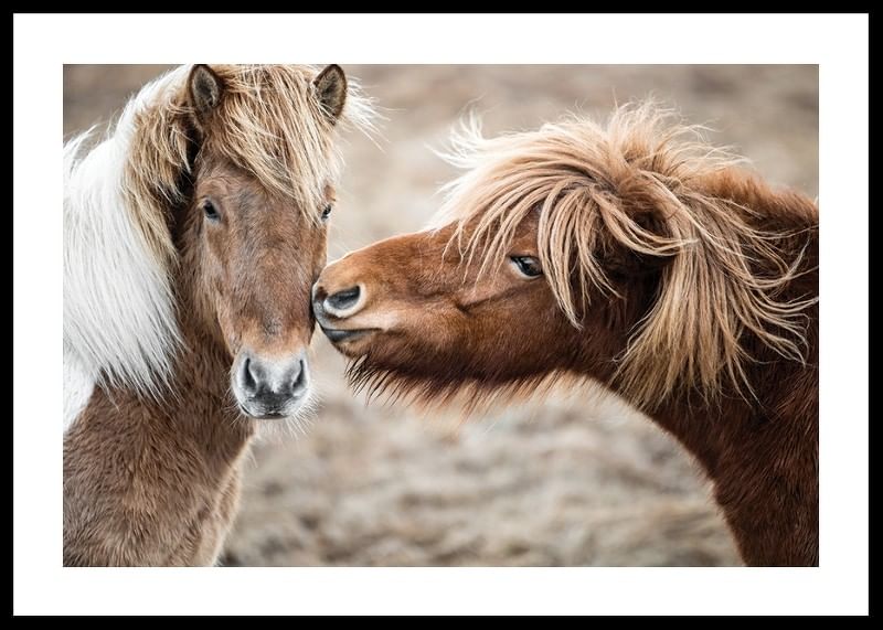 Cute Horses-12