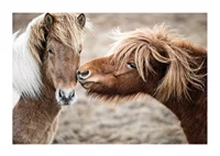 Photograph of two brown pony horses with long manes outdoors-1