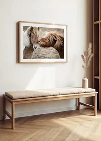 Photograph of two brown pony horses with long manes outdoors-8