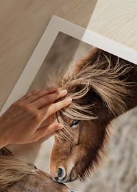 Cute Horses-5