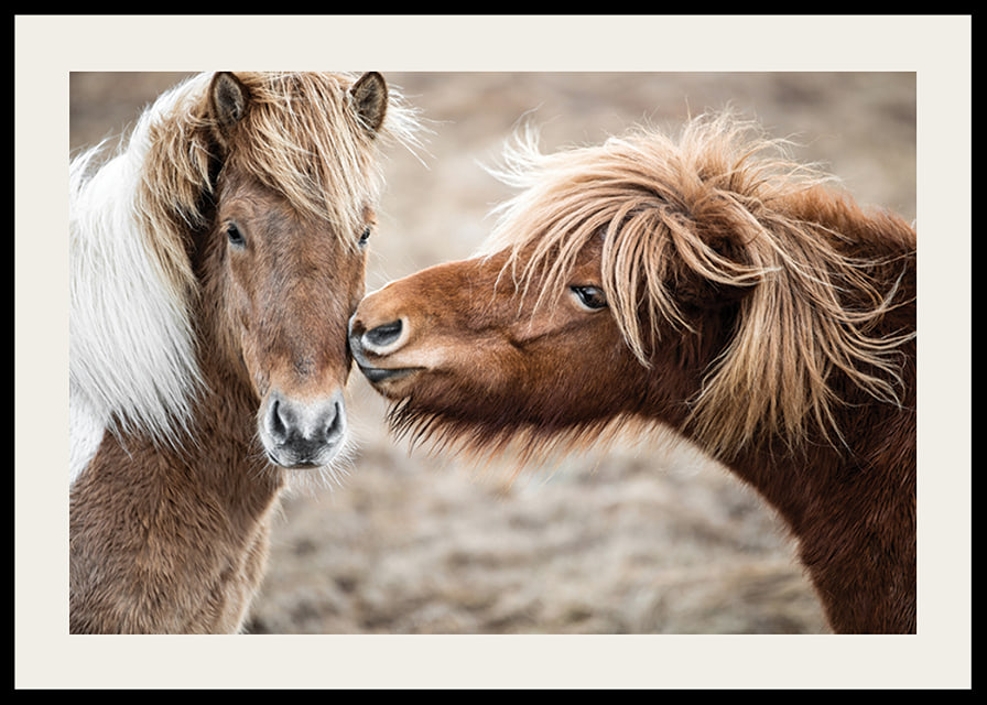 Photograph of two brown pony horses with long manes outdoors-12