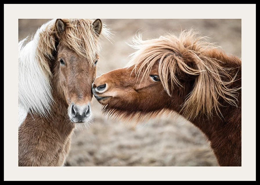 Photograph of two brown pony horses with long manes outdoors-12