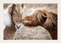Photograph of two brown pony horses with long manes outdoors-3