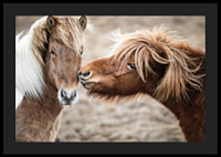 Photograph of two brown pony horses with long manes outdoors-4