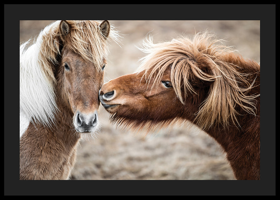 Photograph of two brown pony horses with long manes outdoors-12