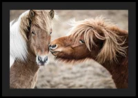Photograph of two brown pony horses with long manes outdoors-4