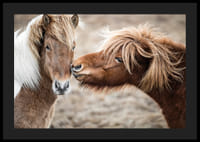 Fotografi av två bruna ponnyhästar med lång man utomhus-4