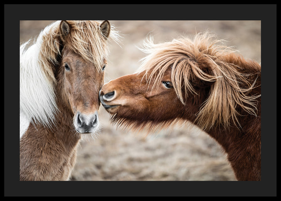 Fotografi av två bruna ponnyhästar med lång man utomhus-12