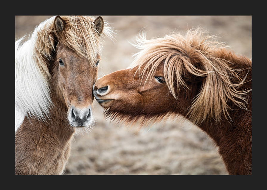 Photograph of two brown pony horses with long manes outdoors-12