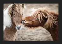 Photograph of two brown pony horses with long manes outdoors-5