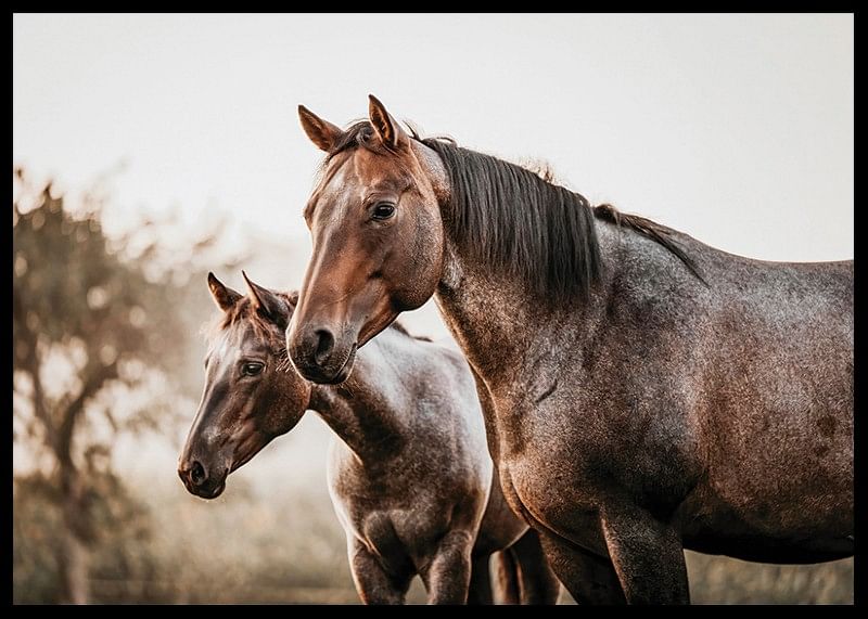 Brown Horses Landscape-12