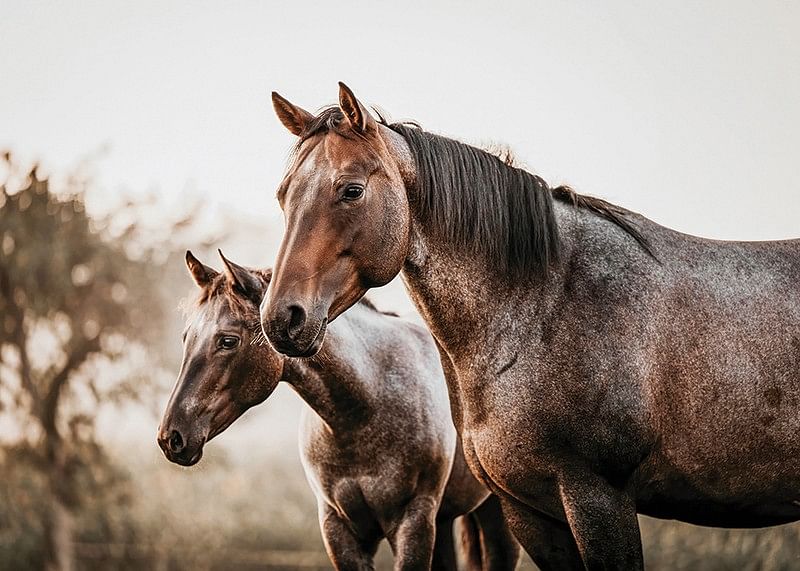 Brown Horses Landscape-12