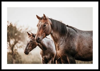 Poster Brown Horses Landscape
